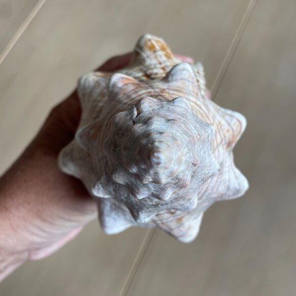 Florida State Shell Horse Conch, From Florida - Picture 7 of 10